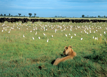 ��������, ������������