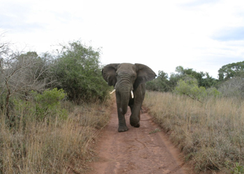 ����� ������. ������ � �����������